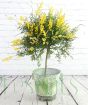 Topiary flowering broom