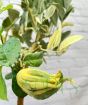 Variegated Buddhas Hand