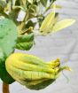 Variegated Buddhas Hand