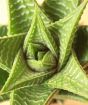 Mini cactus closeup