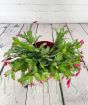 Christmas cactus from above