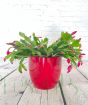 Christmas Cactus by their nature have droopy stems