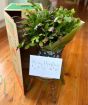 Christmas Cactus