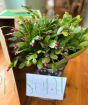 Christmas Cactus