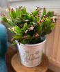 Christmas Cactus         