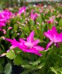 Flowering Cactus         