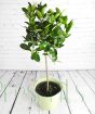 Giant Calamondin with young green fruit