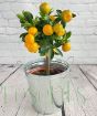 Calamondin with very ripe fruits 