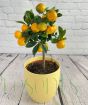 Calamondin