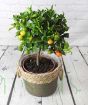 Large Calamondin         