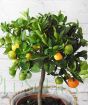 Large Calamondin         