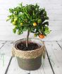 Large Calamondin