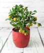 Calamondin with ripening fruits