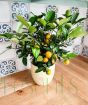 Calamondin Tree          