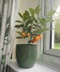 Calamondin Tree          