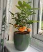 Calamondin Tree          