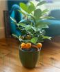 Calamondin Lifestyle pic