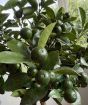 Large Calamondin