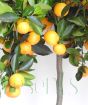 ripe calamondin fruits