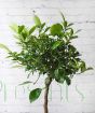 Calamondin green leaves