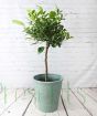 Calamondin stem 2024