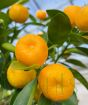 Ripe calamondins ready to enjoy