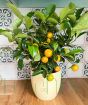Calamondin Tree          