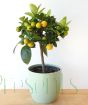 Large Calamondin