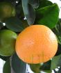 Ripe Calamondin