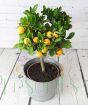 Calamondin with Ripe Fruits for Chinese New Year