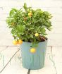 Large Calamondin