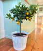 Large Calamondin