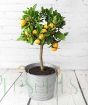 Large Calamondin         