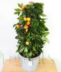 Calamondin Pyramid 2020