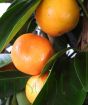 XL Calamondin