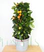 XL Calamondin