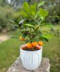 Calamondin Tree          