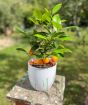Calamondin 2025