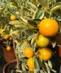 Variegated Calamondin    