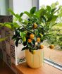 Calamondin Tree          