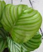 Close up of Calathea Orbifolia leaf