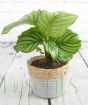 Disctinctive stripy leaves of Calathea Orbifolia