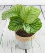 Calathea Orbifolia