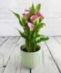 Pink Calla Lily