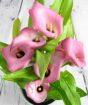 Pink Calla Lily