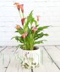 Calla lily in woodland pot.