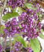 Callicarpa berries