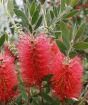 Bottle Brush blooms