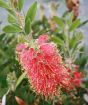 Closeup of Bottle Brush bloom