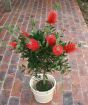 Bottle Brush Plant